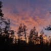 laramie_smith